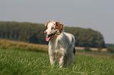 BORDER COLLIE 1420